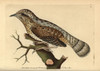 Eurasian Wryneck  Jynx Torquilla Poster Print By ® Florilegius / Mary Evans - Item # VARMEL10940280