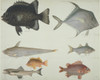 Ls Plate 115 From The John Reeves Collection Poster Print By Mary Evans / Natural History Museum - Item # VARMEL10707391