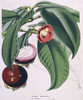 Garcinia Mangostana  Mangosteen Poster Print By Mary Evans / Natural History Museum - Item # VARMEL10706749