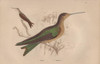 Pigmy Hermit  Phaetornis Pygmaeus  And Giganticà Poster Print By ® Florilegius / Mary Evans - Item # VARMEL10934446