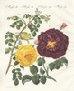 Yellow Centifolia Rose And Purple Rose Poster Print By ® Florilegius / Mary Evans - Item # VARMEL10934595