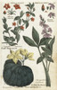 Scarlet Pimpernel  Bogbean  And Fringed Waterlilly Poster Print By ® Florilegius / Mary Evans - Item # VARMEL10935891