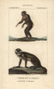 Chimpanzee  Pan Troglodytes  Andà Poster Print By ® Florilegius / Mary Evans - Item # VARMEL10939025