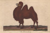 Dromedary Camel  Camelus Dromedarius Poster Print By ® Florilegius / Mary Evans - Item # VARMEL10941192