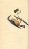 Eurasian Nuthatch  Sitta Europaea  On A Hazelnut Tree Poster Print By ® Florilegius / Mary Evans - Item # VARMEL10936393
