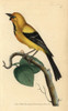 Jamaican Or Cayman Oriole  Icterus Leucopteryx Poster Print By ® Florilegius / Mary Evans - Item # VARMEL10940367