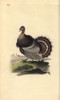 Wild Turkey  Meleagris Gallopavo Poster Print By ® Florilegius / Mary Evans - Item # VARMEL10936320