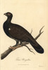 Eurasian Black Grouse  Tetrao Urogallus Poster Print By ® Florilegius / Mary Evans - Item # VARMEL10937413