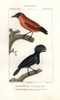 Capuchinbird  Perissocephalus Tricolor  Andà Poster Print By ® Florilegius / Mary Evans - Item # VARMEL10936103