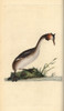 Great Crested Grebe  Podiceps Cristatus Poster Print By ® Florilegius / Mary Evans - Item # VARMEL10936380