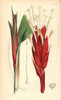 Broad Waved-Leaved Pitcairnia  Pitcairnia Undulatifolia Poster Print By ® Florilegius / Mary Evans - Item # VARMEL10935055