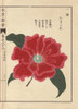 Crimson Camellia  Tamagure  Thea Japonica Noisà Poster Print By ® Florilegius / Mary Evans - Item # VARMEL10938640
