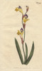 Ringent Ixia With Yellow  Purple And Brownà Poster Print By ® Florilegius / Mary Evans - Item # VARMEL10935094