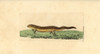 Smooth Newt  Triturus Vulgaris Poster Print By ® Florilegius / Mary Evans - Item # VARMEL10940444
