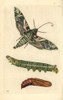 Oleander Hawkmoth  Daphnis Nerii  Moth  Caterpillar And Pupa Poster Print By ® Florilegius / Mary Evans - Item # VARMEL10940497