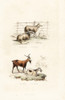 Sheep And Goats Poster Print By ® Florilegius / Mary Evans - Item # VARMEL10935767