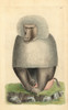 Hamadryas Baboon  Papio Hamadryas Poster Print By ® Florilegius / Mary Evans - Item # VARMEL10940340