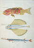 Colourful Illustration Of Three Fish Poster Print By Mary Evans / Natural History Museum - Item # VARMEL10708247