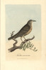 Misseltoe Thrush  Mistle Thrush  Turdus Viscivorus Poster Print By ® Florilegius / Mary Evans - Item # VARMEL10937356