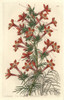 Ravenfooted Gilia  Gilia Coronopifolia Poster Print By ® Florilegius / Mary Evans - Item # VARMEL10935222