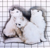 Three White Kittens Poster Print By Malcolm Greensmith ® Adrian Bradbury/Mary Evans - Item # VARMEL10271204