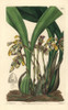 Brasiliorchis Picta Orchid Poster Print By ® Florilegius / Mary Evans - Item # VARMEL10935325