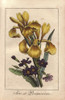 Iris And Primrose  Iris Pseudacorus And Primula Vulgaris Poster Print By ® Florilegius / Mary Evans - Item # VARMEL10938837