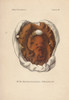 Dry Rot Fungus  Merulius Lacrymans Poster Print By ® Florilegius / Mary Evans - Item # VARMEL10936432