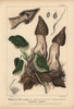 Half-Free Morel  Morchella Semi-Libera  Mitrophoraà Poster Print By ® Florilegius / Mary Evans - Item # VARMEL10939330