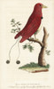 King Bird Of Paradise  Cicinnurus Regius Poster Print By ® Florilegius / Mary Evans - Item # VARMEL10937896