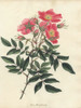 Pink Swamp Rose  Rosa Pensylvanica Poster Print By ® Florilegius / Mary Evans - Item # VARMEL10934451