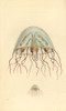 Moon Jellyfish  Aurelia Aurita Poster Print By ® Florilegius / Mary Evans - Item # VARMEL10940320