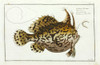Lophius Histrio Or The American Toad-Fish Poster Print By Mary Evans / Natural History Museum - Item # VARMEL10987326