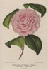 Hybrid Camellia  Madame De Cannart D'Hamale  Thea Japonica Poster Print By ® Florilegius / Mary Evans - Item # VARMEL10938656