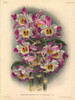 Fascinator Variety Of Dendrobium Wardianum  Warn  Orchid Poster Print By ® Florilegius / Mary Evans - Item # VARMEL10939342