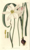 Tulipa Stellata  Stellated East Indian Tulipà Poster Print By ® Florilegius / Mary Evans - Item # VARMEL10934914