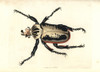 Royal Goliath Beetle  Goliathus Regius Poster Print By ® Florilegius / Mary Evans - Item # VARMEL10940775