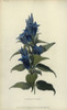 Willow Gentian  Gentiana Asclepiadea Poster Print By ® Florilegius / Mary Evans - Item # VARMEL10936750