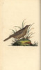 Dusky Lark  Pinarocorys Nigricans Poster Print By ® Florilegius / Mary Evans - Item # VARMEL10936388