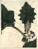 Angular-Leaved Downy Naranjilla  With Attractiveà Poster Print By ® Florilegius / Mary Evans - Item # VARMEL10934899