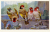 Goldfinch-Bullfinch Hybrids Poster Print By Mary Evans Picture Library/Peter & Dawn Cope Collection - Item # VARMEL10582575