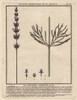 Lavender  Lavandula Spica Poster Print By ® Florilegius / Mary Evans - Item # VARMEL10935846