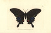 Paris Peacock Butterfly  Papilio Paris Poster Print By ® Florilegius / Mary Evans - Item # VARMEL10940620
