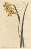 Yellow-Flowered  Square-Leaved Cornflag  Gladiolus Tristis Poster Print By ® Florilegius / Mary Evans - Item # VARMEL10934832