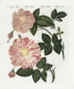 Damask Rose  Rosa Damascena  And Striped Roseà Poster Print By ® Florilegius / Mary Evans - Item # VARMEL10934588