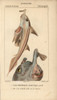 Elephant Fish  Callorhinchus Callorynchus Poster Print By ® Florilegius / Mary Evans - Item # VARMEL10938378