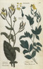 Field Mustard  Sinapis Arvensis  And Whiteà Poster Print By ® Florilegius / Mary Evans - Item # VARMEL10935882