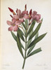 Nerium Oleander  Oleander Poster Print By Mary Evans / Natural History Museum - Item # VARMEL10704946