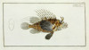 Scorpaena Antennata Poster Print By Mary Evans / Natural History Museum - Item # VARMEL10987342