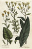 Water Ragwort  Mountain Groundsel And Saracens Consounds Poster Print By ® Florilegius / Mary Evans - Item # VARMEL10935972